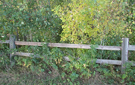 board fence and folliage image