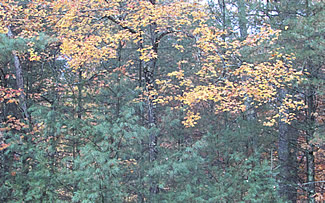 Fall foliage image